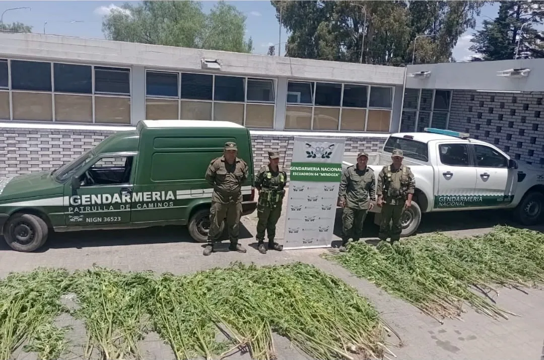 300 Plantas de Marihuana Mendoza