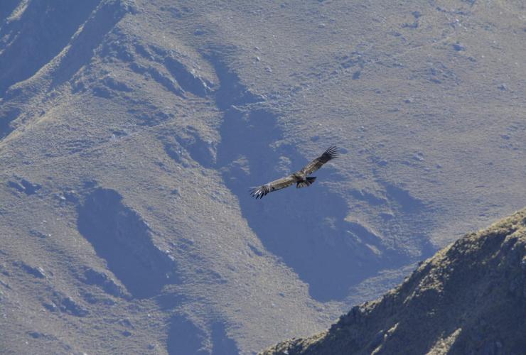 Foto-4-liberacion-condor-andino