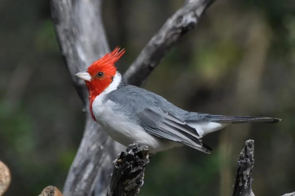 Cardenal-Copete-Rojo-Samuel-Olivieri-1536x1024