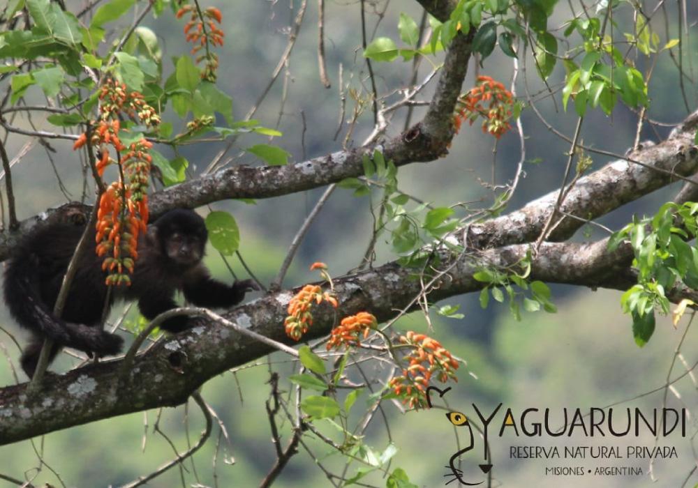 RNRPA - Yaguarundi-San Vicente - Misiones