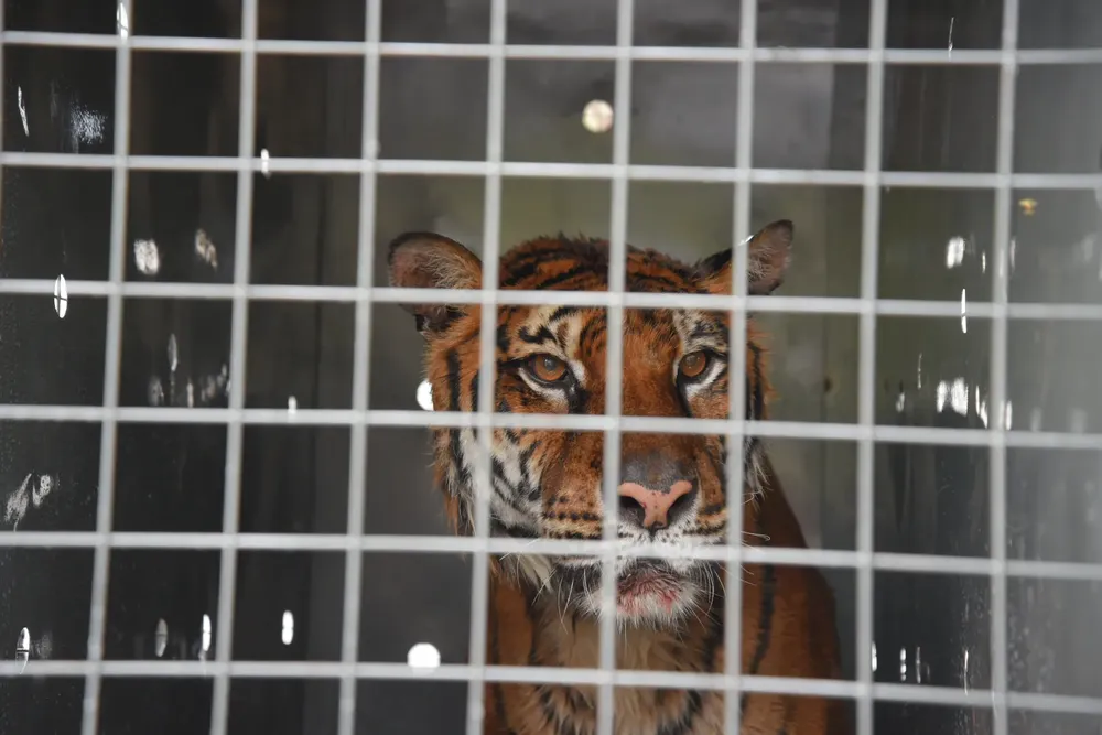 lucy tigresa de bengala (4)