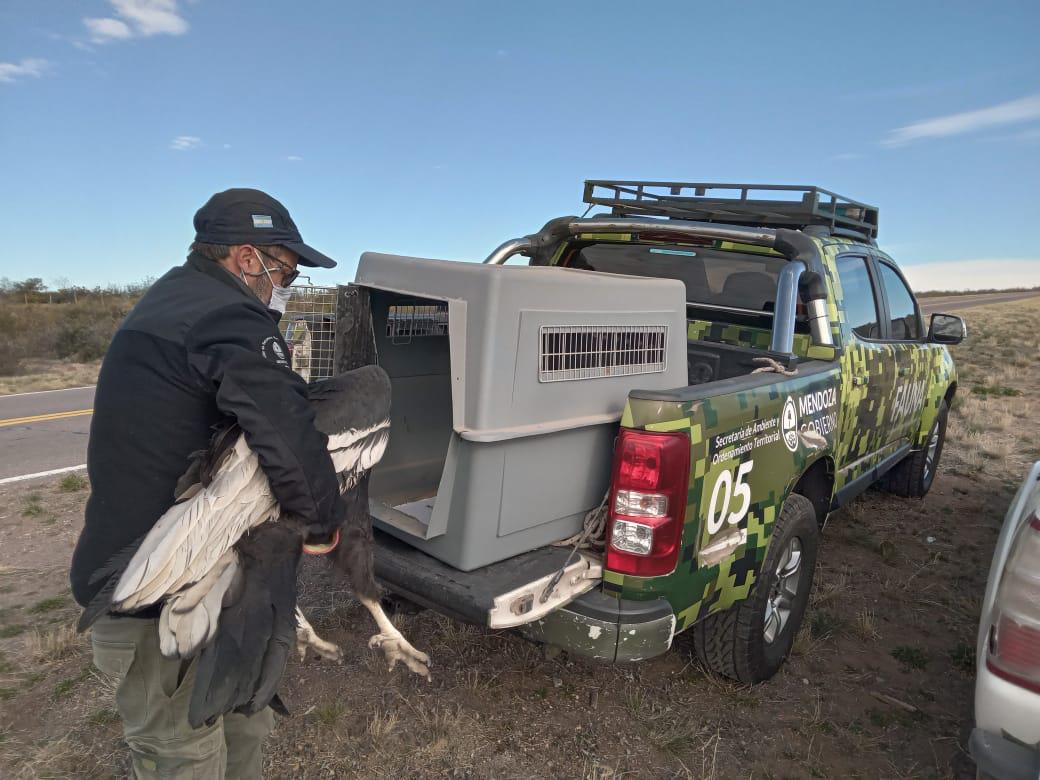 condor hembra intoxicada sr 6