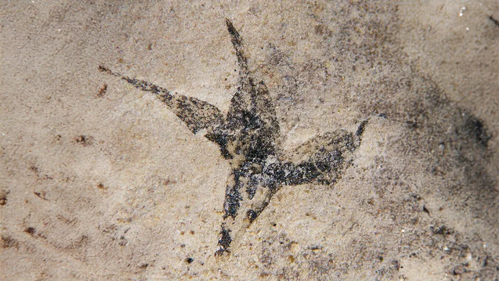 ste-mer