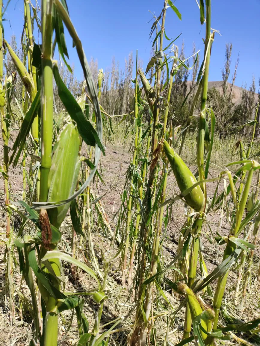 04c9e044-9352-4c7e-935b-d4e097c74b61