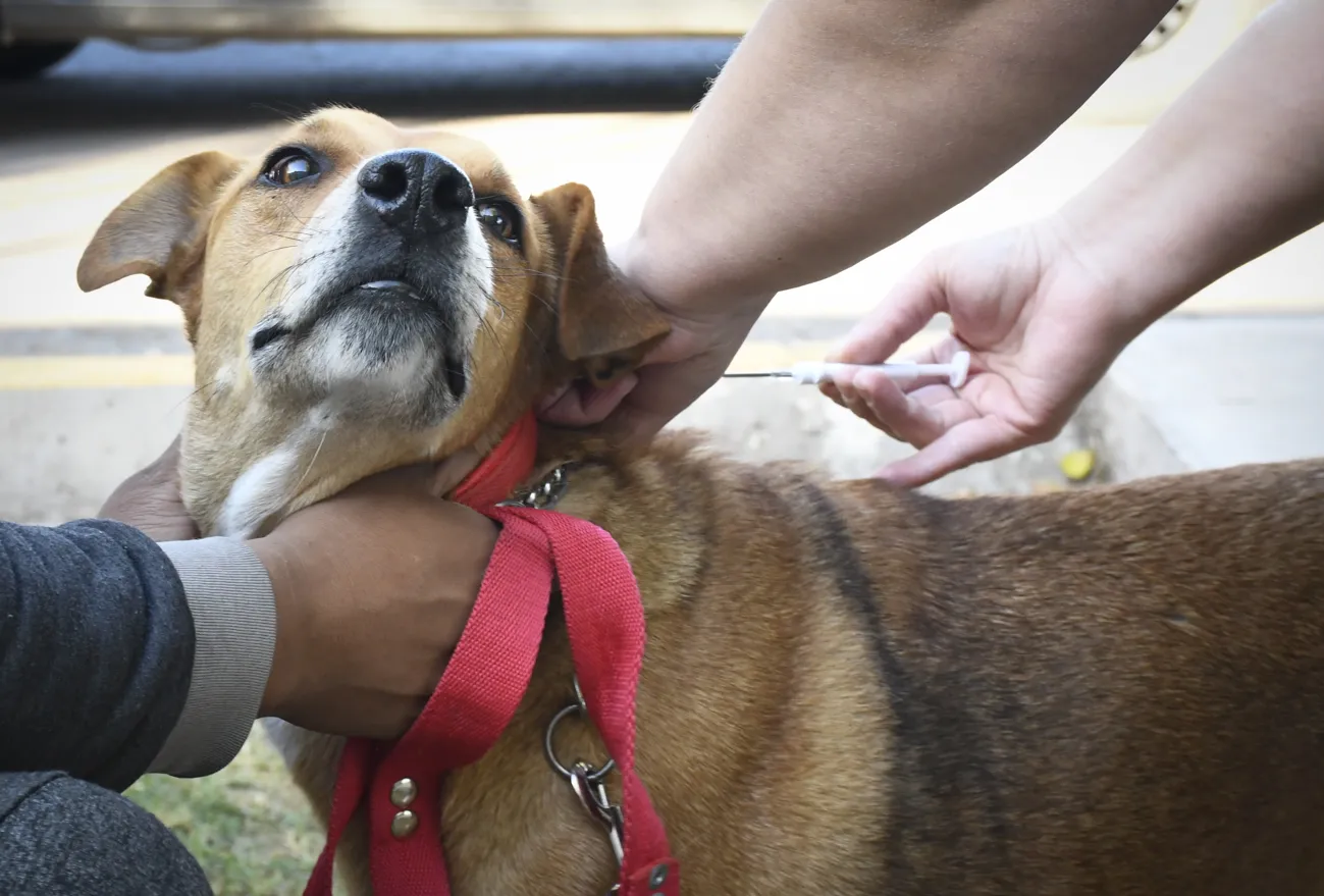 Veterinaria-Chip-vacunación (9)
