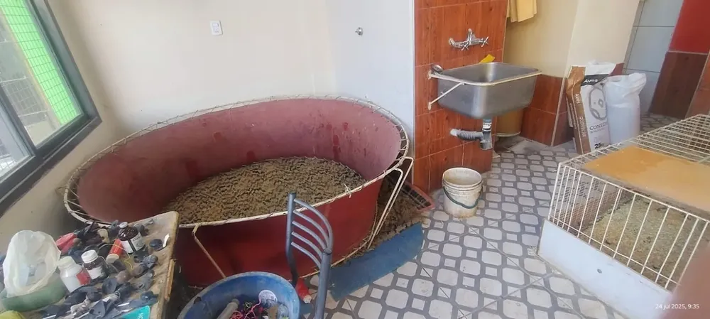 gallor de riña caucete