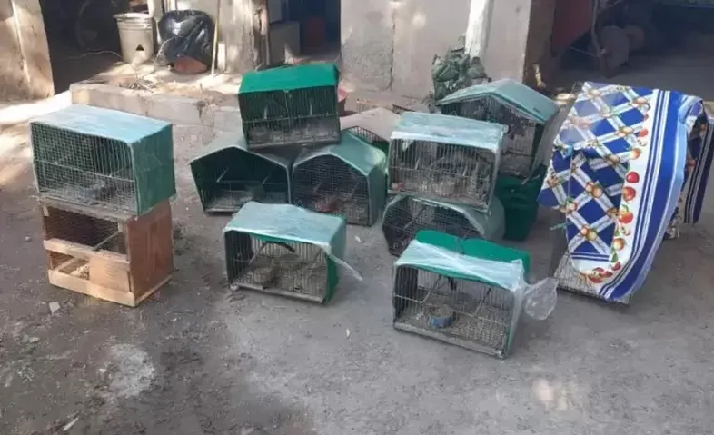 secuestro aves Bowen