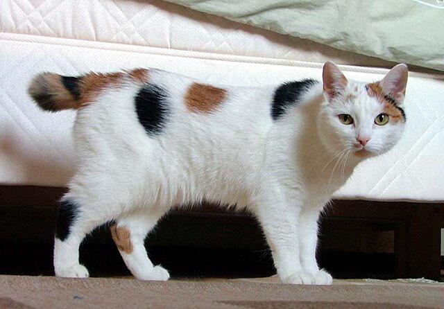 Japanese_Bobtail_looking_like_Manx