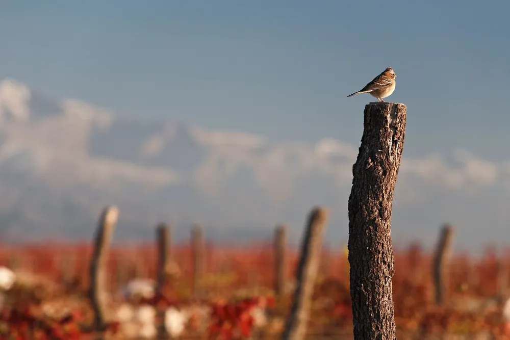 Wines Of Argentina - Foro SustentaVitis (2)